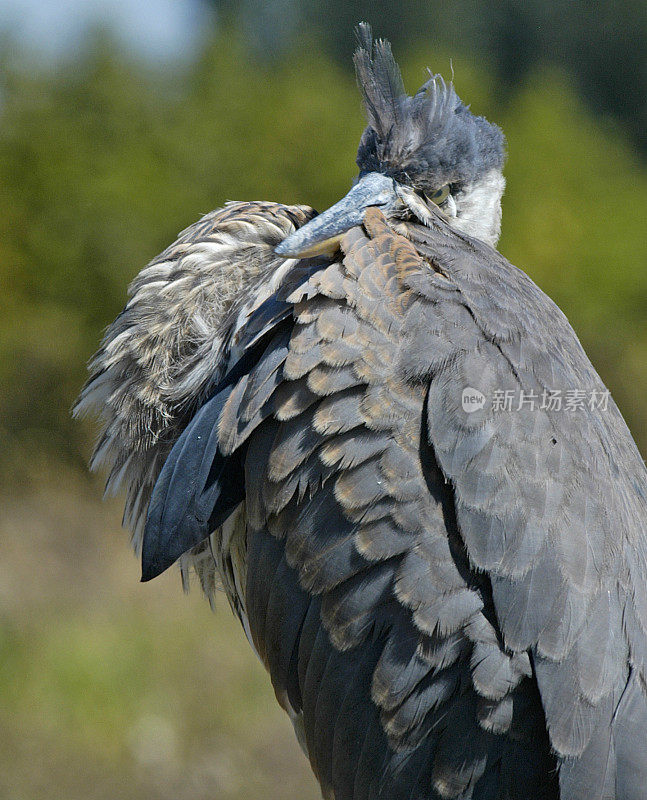 大蓝鹭- Ardea herodias